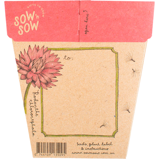 Sow 'n Sow Gift of Seeds Everlasting Daisy