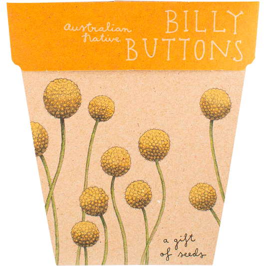 Sow 'n Sow Gift of Seeds Billy Buttons
