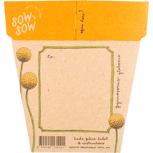 Sow 'n Sow Gift of Seeds Billy Buttons