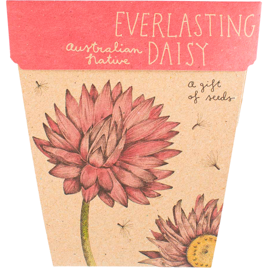 Sow 'n Sow Gift of Seeds Everlasting Daisy