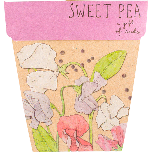 Sow 'n Sow Gift of Seeds Sweet Pea