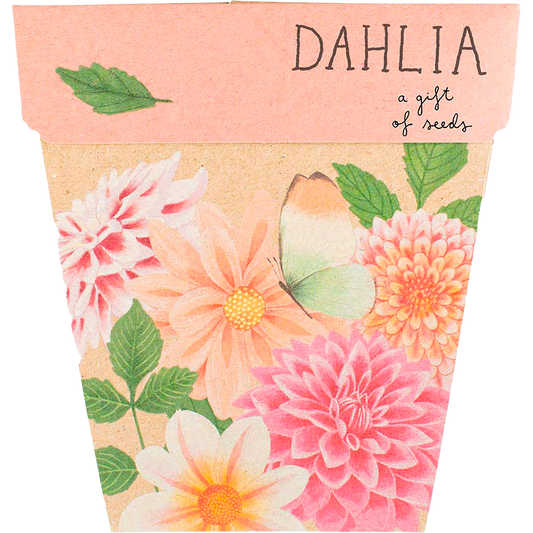 Sow 'n Sow Gift of Seeds Dahlia
