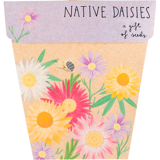 Sow 'n Sow Gift of Seeds Daisies Native