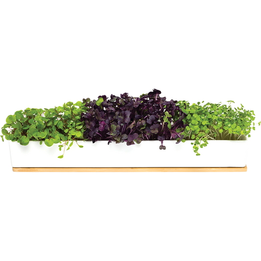 Urban Greens Windowsill Grow Kit Microgreens 45x8x6cm