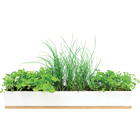 Urban Greens Windowsill Grow Kit Microherbs 45x8x6cm